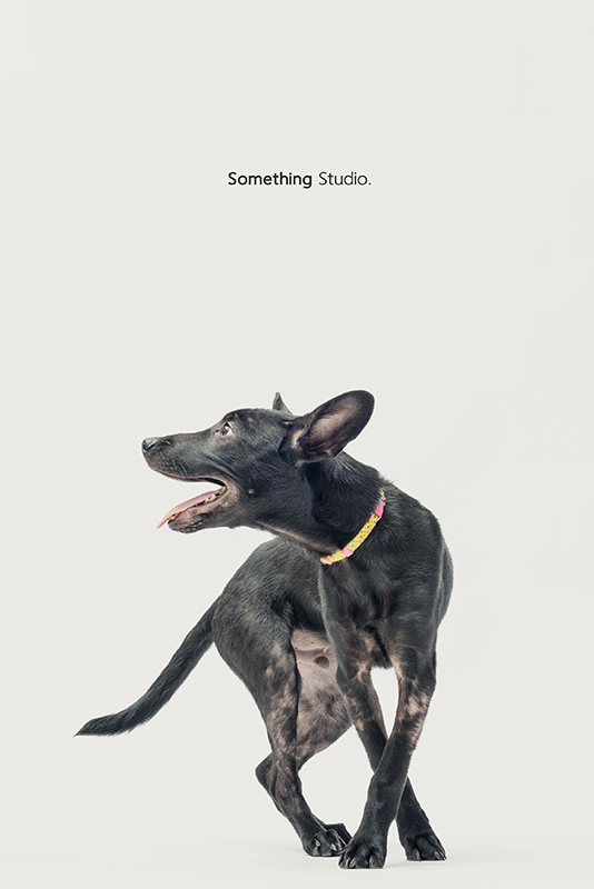 SOMETHINGSTUDIO,三牲工作室,中途攝影,寵物寫真,寵物攝影,寵物肖像,毛孩,毛孩寫真,汪星人,領養不棄養,領養代替購買,SOMETHING,三牲