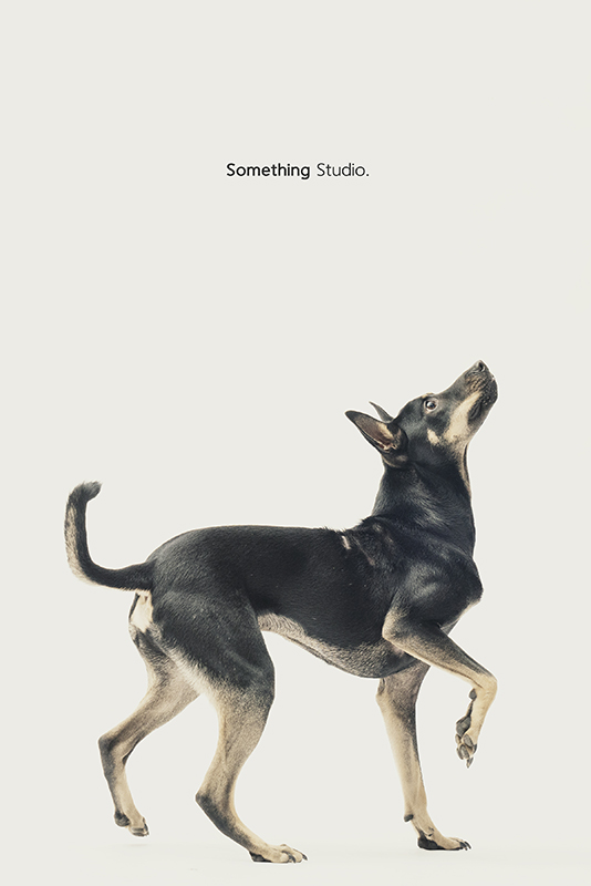 SOMETHINGSTUDIO,三牲工作室,中途攝影,寵物寫真,寵物攝影,寵物肖像,毛孩,毛孩寫真,汪星人,領養不棄養,領養代替購買