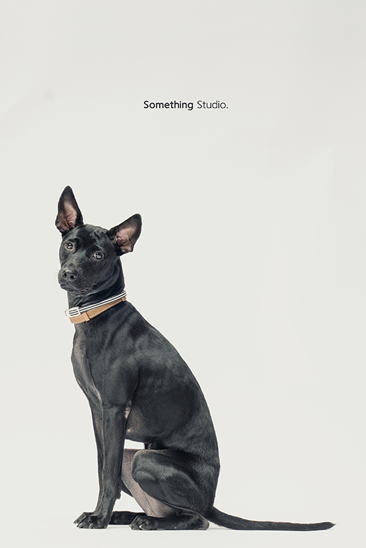 SOMETHINGSTUDIO,三牲工作室,中途攝影,寵物寫真,寵物攝影,寵物肖像,毛孩,毛孩寫真,汪星人,領養不棄養,領養代替購買,SOMETHING,三牲