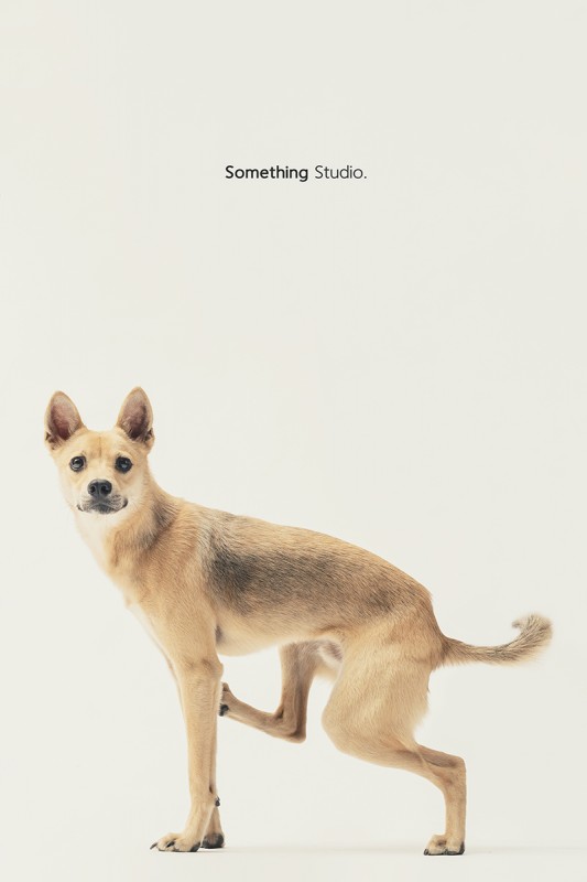 SOMETHINGSTUDIO,三牲工作室,中途攝影,寵物寫真,寵物攝影,寵物肖像,毛孩,毛孩寫真,汪星人,領養不棄養,領養代替購買