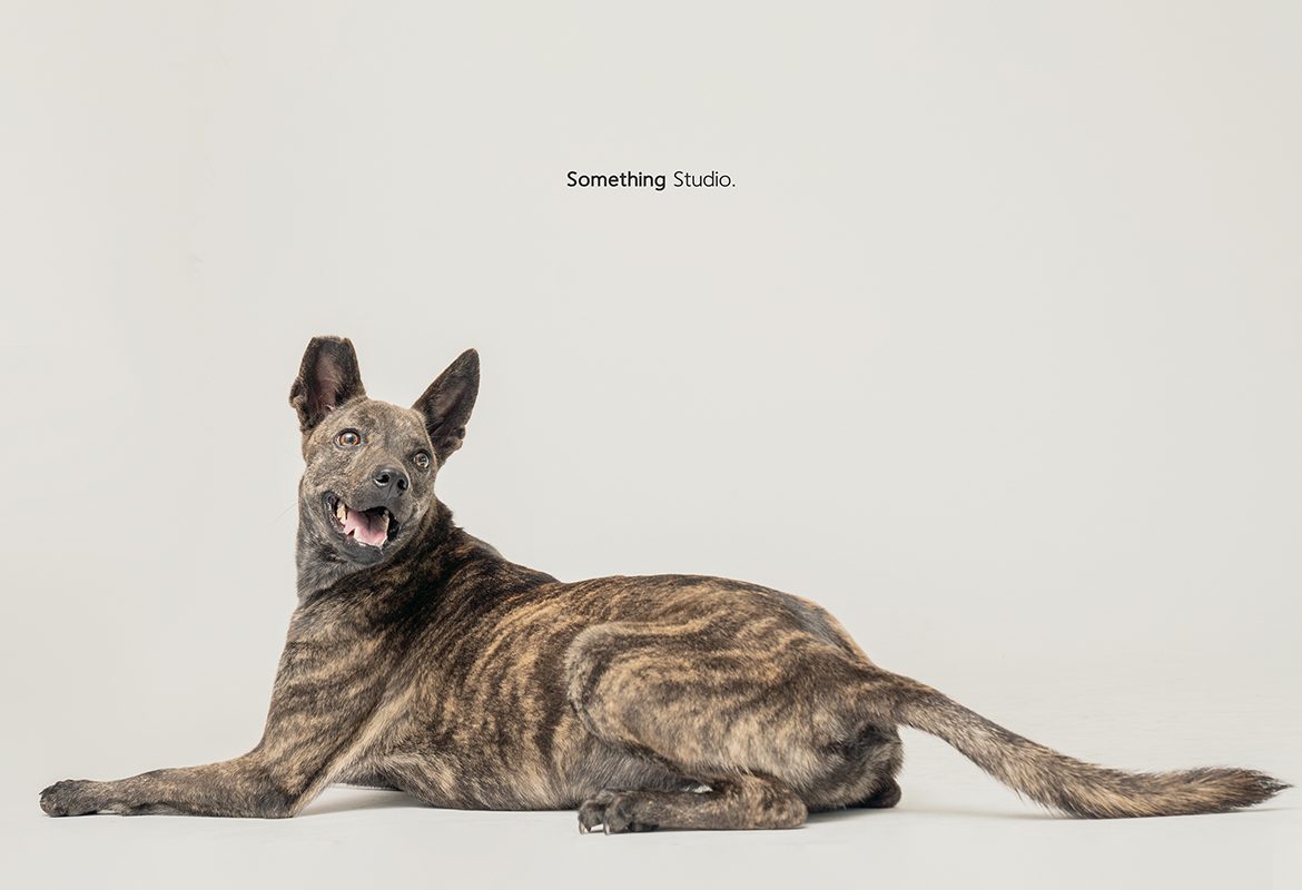 SOMETHINGSTUDIO,三牲工作室,中途攝影,寵物寫真,寵物攝影,寵物肖像,毛孩,毛孩寫真,汪星人,領養不棄養,領養代替購買