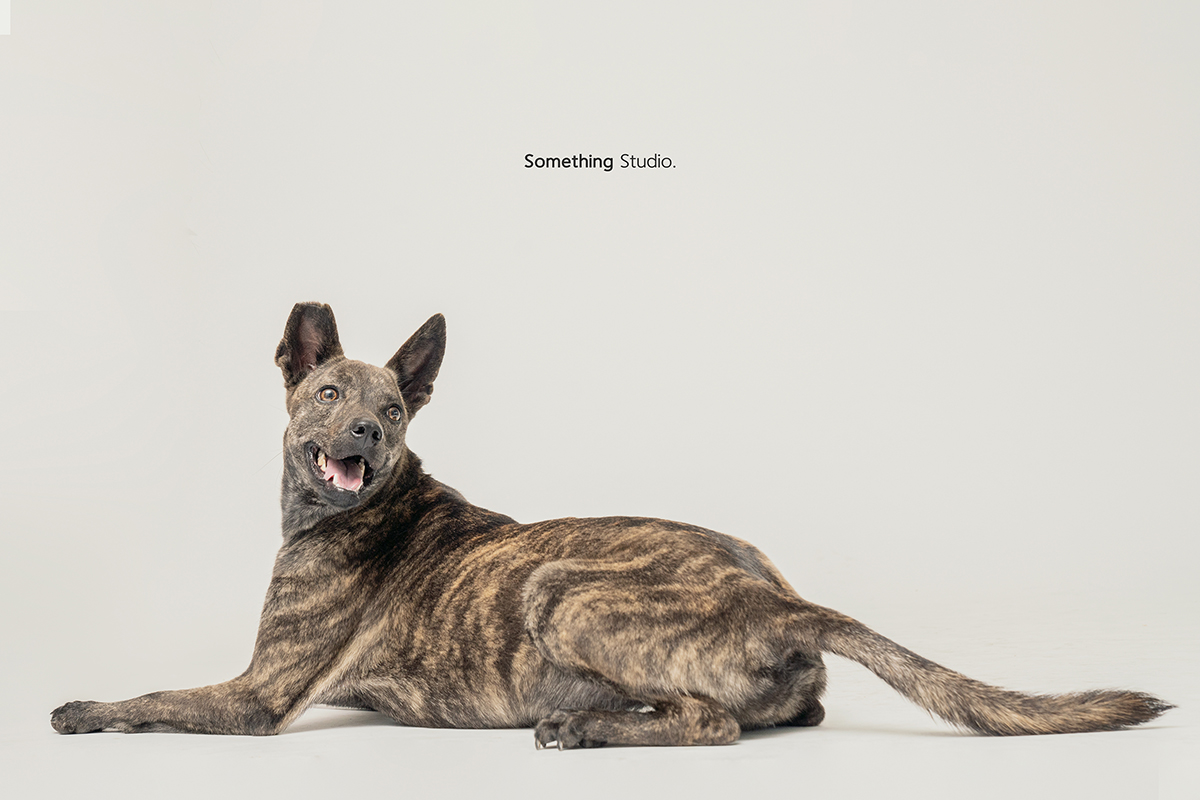 SOMETHINGSTUDIO,三牲工作室,中途攝影,寵物寫真,寵物攝影,寵物肖像,毛孩,毛孩寫真,汪星人,領養不棄養,領養代替購買