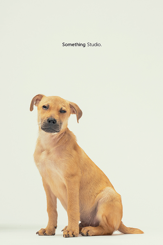 SOMETHINGSTUDIO,三牲工作室,中途攝影,寵物寫真,寵物攝影,寵物肖像,毛孩,毛孩寫真,汪星人,領養不棄養,領養代替購買