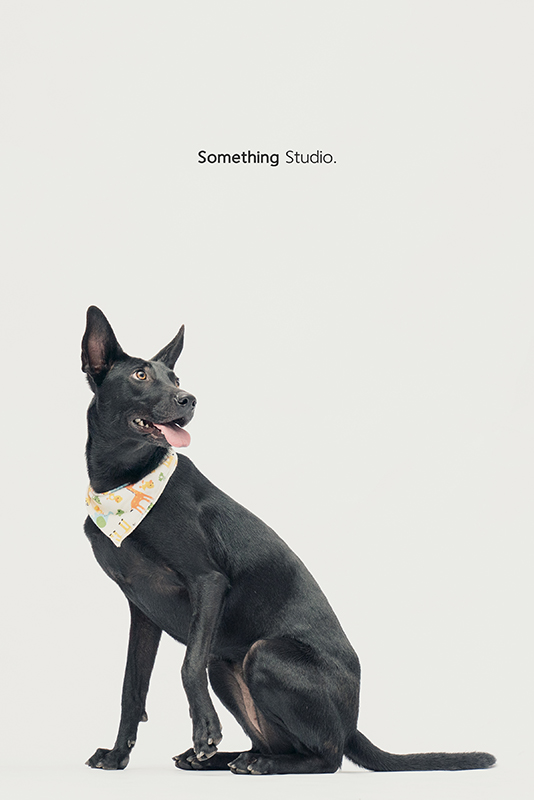 SOMETHINGSTUDIO,三牲工作室,中途攝影,寵物寫真,寵物攝影,寵物肖像,毛孩,毛孩寫真,汪星人,領養不棄養,領養代替購買