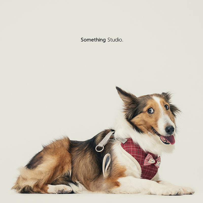 SOMETHINGSTUDIO,三牲工作室,中途攝影,寵物寫真,寵物攝影,寵物肖像,毛孩,毛孩寫真,汪星人,領養不棄養,領養代替購買