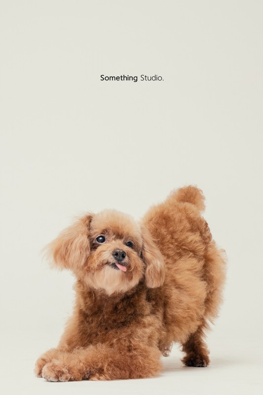 SOMETHINGSTUDIO,三牲工作室,中途攝影,寵物寫真,寵物攝影,寵物肖像,毛孩,毛孩寫真,汪星人,領養不棄養,領養代替購買