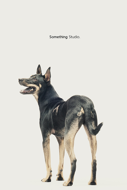 SOMETHINGSTUDIO,三牲工作室,中途攝影,寵物寫真,寵物攝影,寵物肖像,毛孩,毛孩寫真,汪星人,領養不棄養,領養代替購買