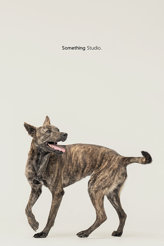 SOMETHINGSTUDIO,三牲工作室,中途攝影,寵物寫真,寵物攝影,寵物肖像,毛孩,毛孩寫真,汪星人,領養不棄養,領養代替購買