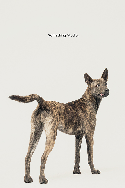 SOMETHINGSTUDIO,三牲工作室,中途攝影,寵物寫真,寵物攝影,寵物肖像,毛孩,毛孩寫真,汪星人,領養不棄養,領養代替購買