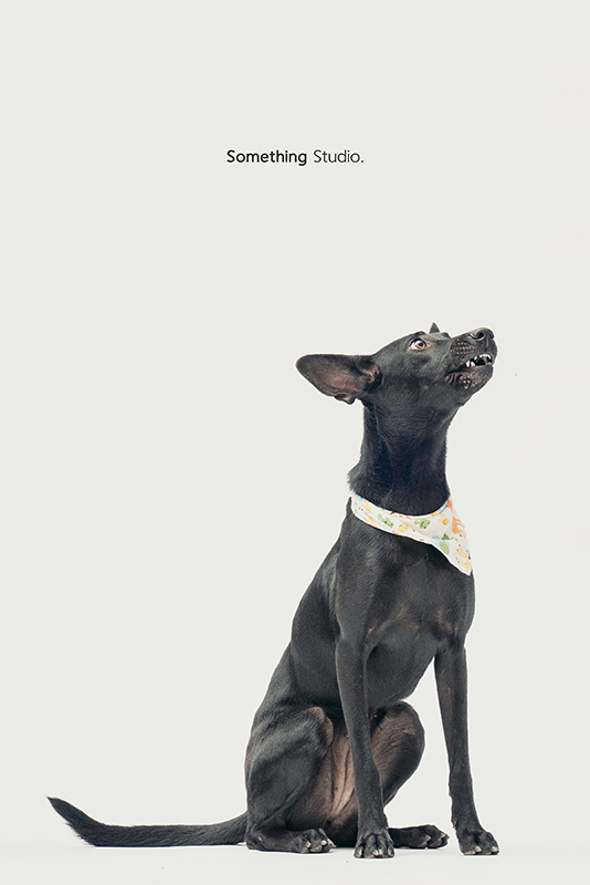 SOMETHINGSTUDIO,三牲工作室,中途攝影,寵物寫真,寵物攝影,寵物肖像,毛孩,毛孩寫真,汪星人,領養不棄養,領養代替購買