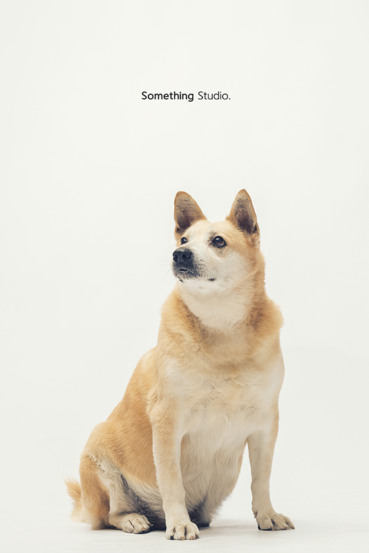 SOMETHINGSTUDIO,三牲工作室,中途攝影,寵物寫真,寵物攝影,寵物肖像,毛孩,毛孩寫真,汪星人,領養不棄養,領養代替購買