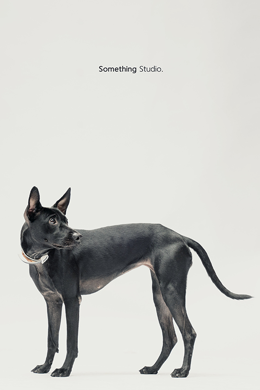 SOMETHINGSTUDIO,三牲工作室,中途攝影,寵物寫真,寵物攝影,寵物肖像,毛孩,毛孩寫真,汪星人,領養不棄養,領養代替購買,SOMETHING,三牲