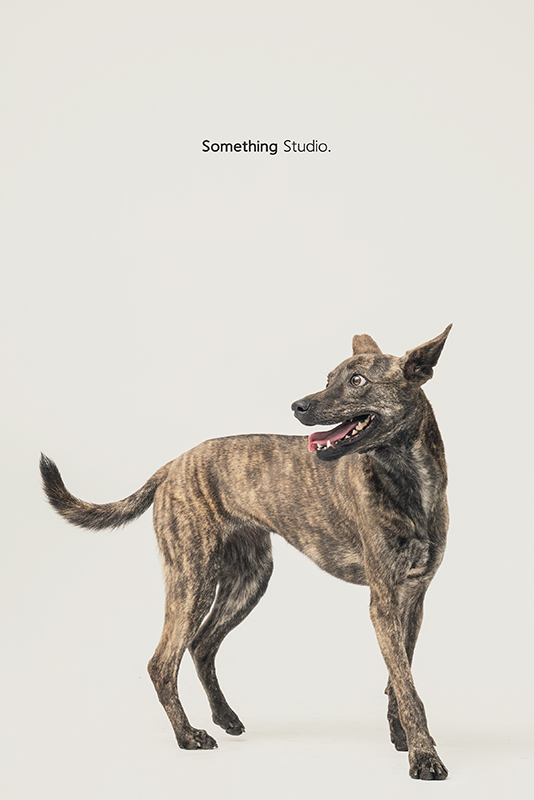 SOMETHINGSTUDIO,三牲工作室,中途攝影,寵物寫真,寵物攝影,寵物肖像,毛孩,毛孩寫真,汪星人,領養不棄養,領養代替購買