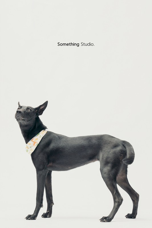 SOMETHINGSTUDIO,三牲工作室,中途攝影,寵物寫真,寵物攝影,寵物肖像,毛孩,毛孩寫真,汪星人,領養不棄養,領養代替購買