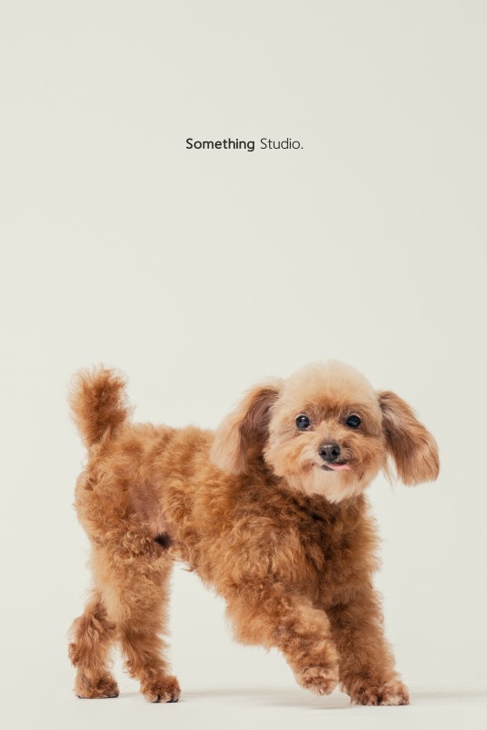 SOMETHINGSTUDIO,三牲工作室,中途攝影,寵物寫真,寵物攝影,寵物肖像,毛孩,毛孩寫真,汪星人,領養不棄養,領養代替購買