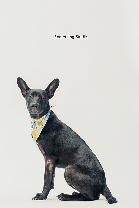 SOMETHINGSTUDIO,三牲工作室,中途攝影,寵物寫真,寵物攝影,寵物肖像,毛孩,毛孩寫真,汪星人,領養不棄養,領養代替購買,SOMETHING,三牲