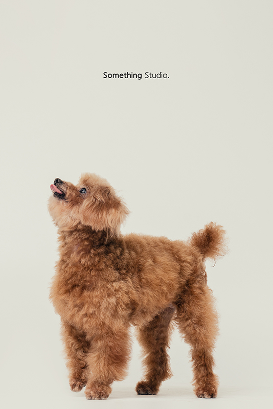 SOMETHINGSTUDIO,三牲工作室,中途攝影,寵物寫真,寵物攝影,寵物肖像,毛孩,毛孩寫真,汪星人,領養不棄養,領養代替購買