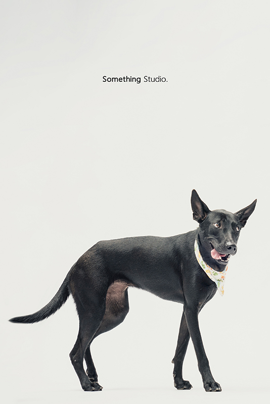 SOMETHINGSTUDIO,三牲工作室,中途攝影,寵物寫真,寵物攝影,寵物肖像,毛孩,毛孩寫真,汪星人,領養不棄養,領養代替購買