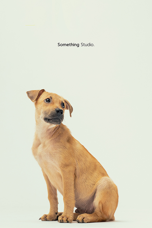SOMETHINGSTUDIO,三牲工作室,中途攝影,寵物寫真,寵物攝影,寵物肖像,毛孩,毛孩寫真,汪星人,領養不棄養,領養代替購買