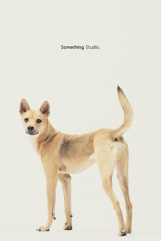 SOMETHINGSTUDIO,三牲工作室,中途攝影,寵物寫真,寵物攝影,寵物肖像,毛孩,毛孩寫真,汪星人,領養不棄養,領養代替購買