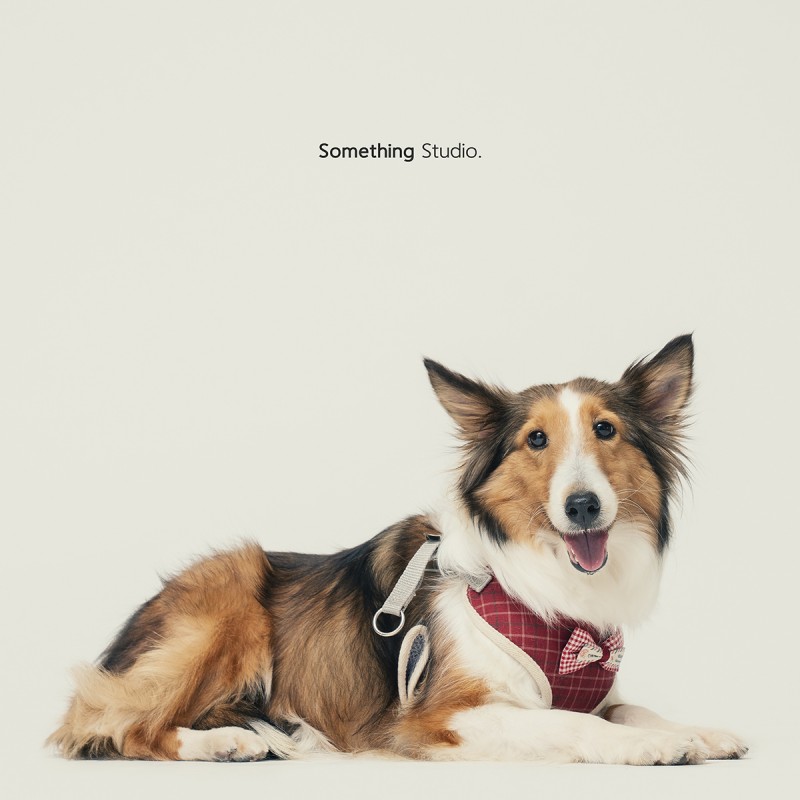 SOMETHINGSTUDIO,三牲工作室,中途攝影,寵物寫真,寵物攝影,寵物肖像,毛孩,毛孩寫真,汪星人,領養不棄養,領養代替購買