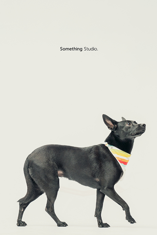 SOMETHINGSTUDIO,三牲工作室,中途攝影,寵物寫真,寵物攝影,寵物肖像,毛孩,毛孩寫真,汪星人,領養不棄養,領養代替購買