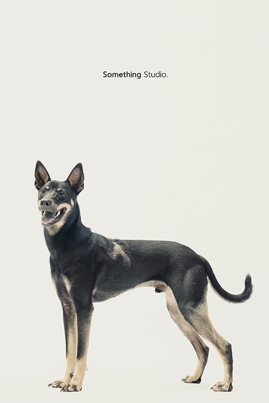 SOMETHINGSTUDIO,三牲工作室,中途攝影,寵物寫真,寵物攝影,寵物肖像,毛孩,毛孩寫真,汪星人,領養不棄養,領養代替購買