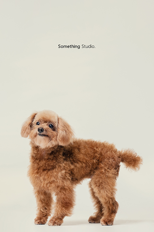 SOMETHINGSTUDIO,三牲工作室,中途攝影,寵物寫真,寵物攝影,寵物肖像,毛孩,毛孩寫真,汪星人,領養不棄養,領養代替購買