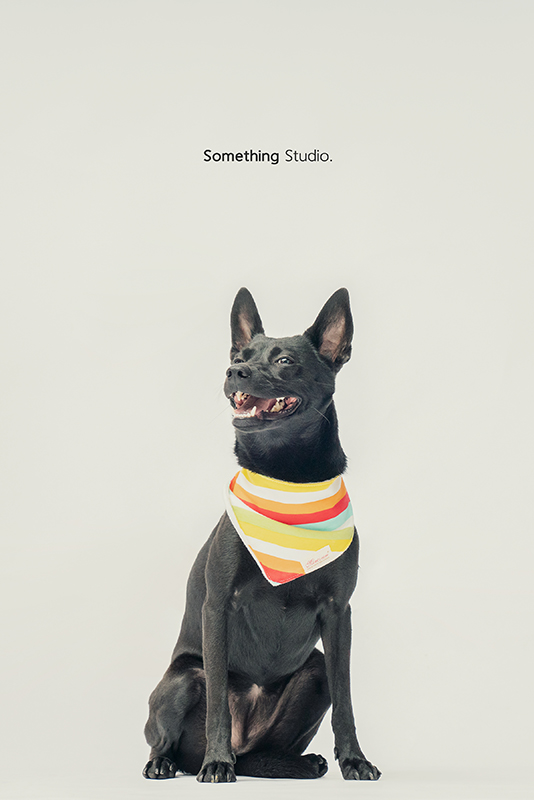 SOMETHINGSTUDIO,三牲工作室,中途攝影,寵物寫真,寵物攝影,寵物肖像,毛孩,毛孩寫真,汪星人,領養不棄養,領養代替購買