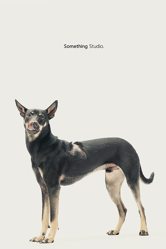 SOMETHINGSTUDIO,三牲工作室,中途攝影,寵物寫真,寵物攝影,寵物肖像,毛孩,毛孩寫真,汪星人,領養不棄養,領養代替購買