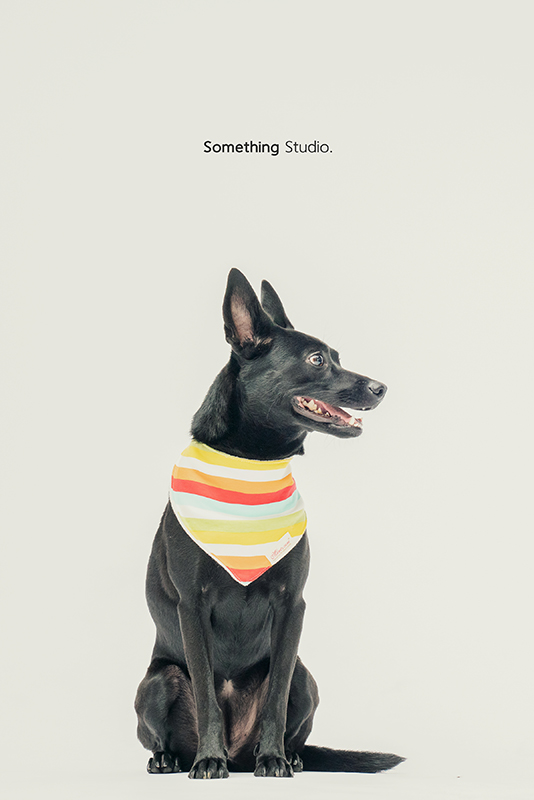 SOMETHINGSTUDIO,三牲工作室,中途攝影,寵物寫真,寵物攝影,寵物肖像,毛孩,毛孩寫真,汪星人,領養不棄養,領養代替購買