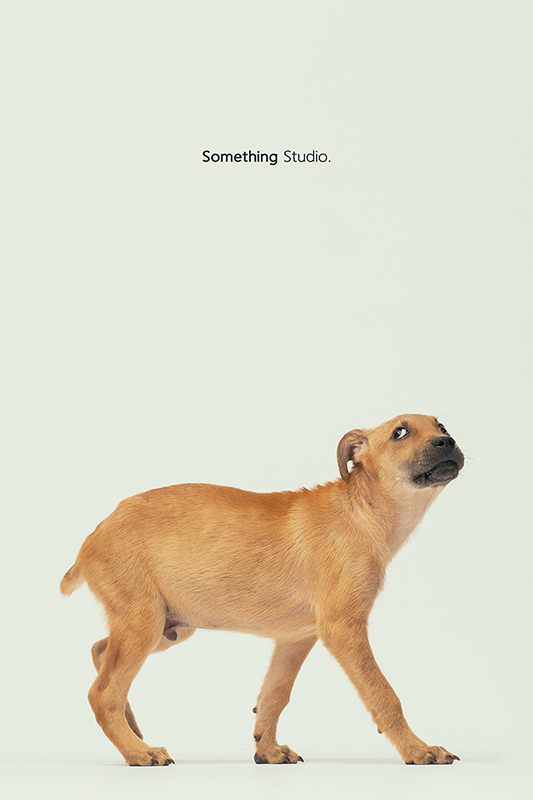 SOMETHINGSTUDIO,三牲工作室,中途攝影,寵物寫真,寵物攝影,寵物肖像,毛孩,毛孩寫真,汪星人,領養不棄養,領養代替購買