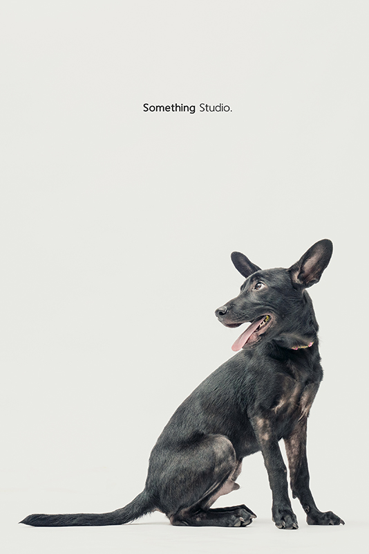 SOMETHINGSTUDIO,三牲工作室,中途攝影,寵物寫真,寵物攝影,寵物肖像,毛孩,毛孩寫真,汪星人,領養不棄養,領養代替購買,SOMETHING,三牲