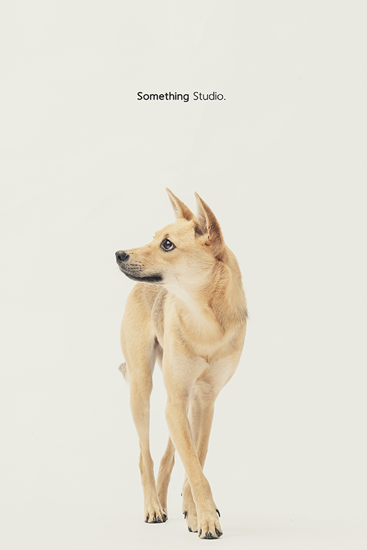 SOMETHINGSTUDIO,三牲工作室,中途攝影,寵物寫真,寵物攝影,寵物肖像,毛孩,毛孩寫真,汪星人,領養不棄養,領養代替購買