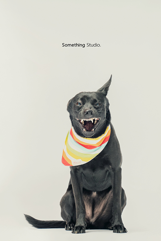 SOMETHINGSTUDIO,三牲工作室,中途攝影,寵物寫真,寵物攝影,寵物肖像,毛孩,毛孩寫真,汪星人,領養不棄養,領養代替購買