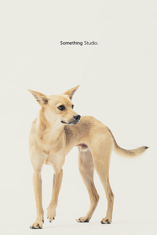SOMETHINGSTUDIO,三牲工作室,中途攝影,寵物寫真,寵物攝影,寵物肖像,毛孩,毛孩寫真,汪星人,領養不棄養,領養代替購買