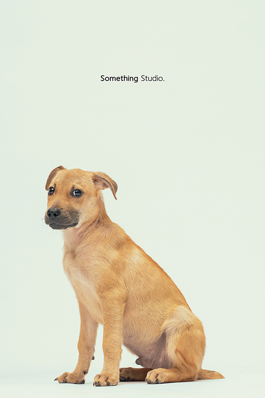 SOMETHINGSTUDIO,三牲工作室,中途攝影,寵物寫真,寵物攝影,寵物肖像,毛孩,毛孩寫真,汪星人,領養不棄養,領養代替購買