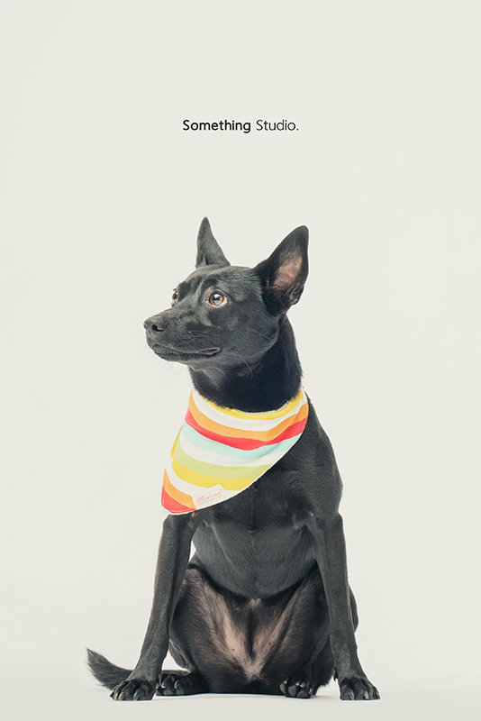 SOMETHINGSTUDIO,三牲工作室,中途攝影,寵物寫真,寵物攝影,寵物肖像,毛孩,毛孩寫真,汪星人,領養不棄養,領養代替購買