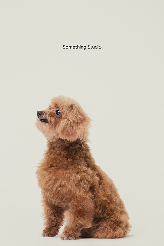 SOMETHINGSTUDIO,三牲工作室,中途攝影,寵物寫真,寵物攝影,寵物肖像,毛孩,毛孩寫真,汪星人,領養不棄養,領養代替購買