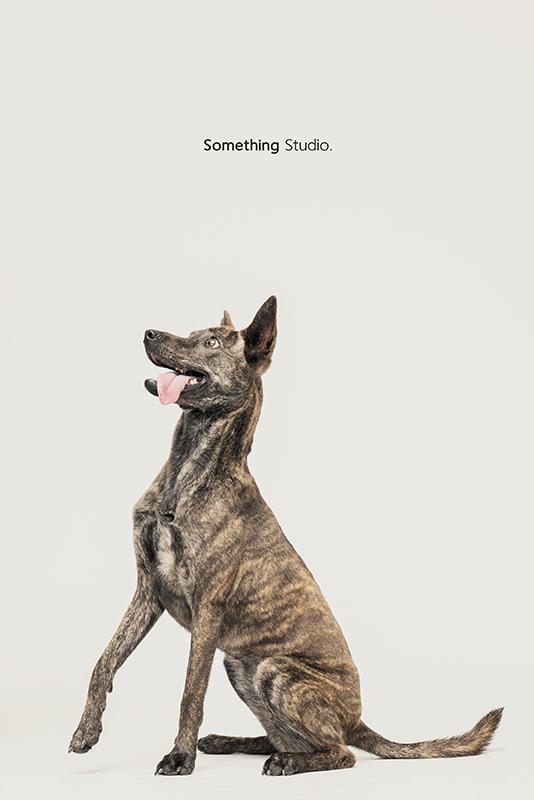 SOMETHINGSTUDIO,三牲工作室,中途攝影,寵物寫真,寵物攝影,寵物肖像,毛孩,毛孩寫真,汪星人,領養不棄養,領養代替購買