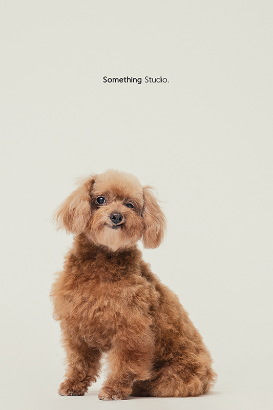 SOMETHINGSTUDIO,三牲工作室,中途攝影,寵物寫真,寵物攝影,寵物肖像,毛孩,毛孩寫真,汪星人,領養不棄養,領養代替購買