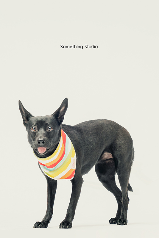 SOMETHINGSTUDIO,三牲工作室,中途攝影,寵物寫真,寵物攝影,寵物肖像,毛孩,毛孩寫真,汪星人,領養不棄養,領養代替購買