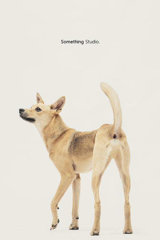 SOMETHINGSTUDIO,三牲工作室,中途攝影,寵物寫真,寵物攝影,寵物肖像,毛孩,毛孩寫真,汪星人,領養不棄養,領養代替購買