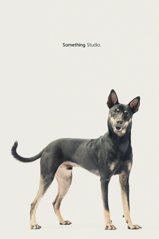 SOMETHINGSTUDIO,三牲工作室,中途攝影,寵物寫真,寵物攝影,寵物肖像,毛孩,毛孩寫真,汪星人,領養不棄養,領養代替購買