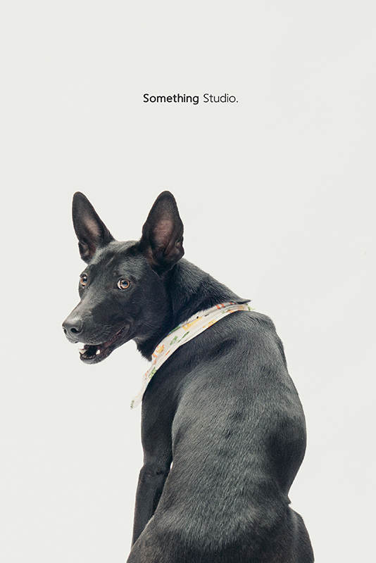 SOMETHINGSTUDIO,三牲工作室,中途攝影,寵物寫真,寵物攝影,寵物肖像,毛孩,毛孩寫真,汪星人,領養不棄養,領養代替購買