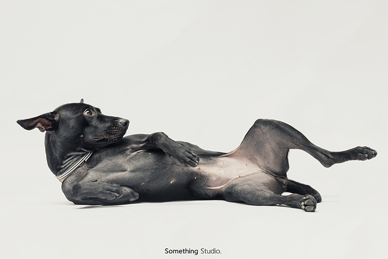 SOMETHINGSTUDIO,三牲工作室,中途攝影,寵物寫真,寵物攝影,寵物肖像,毛孩,毛孩寫真,汪星人,領養不棄養,領養代替購買,SOMETHING,三牲
