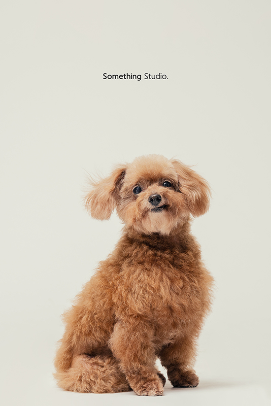 SOMETHINGSTUDIO,三牲工作室,中途攝影,寵物寫真,寵物攝影,寵物肖像,毛孩,毛孩寫真,汪星人,領養不棄養,領養代替購買