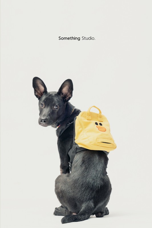SOMETHINGSTUDIO,三牲工作室,中途攝影,寵物寫真,寵物攝影,寵物肖像,毛孩,毛孩寫真,汪星人,領養不棄養,領養代替購買,SOMETHING,三牲