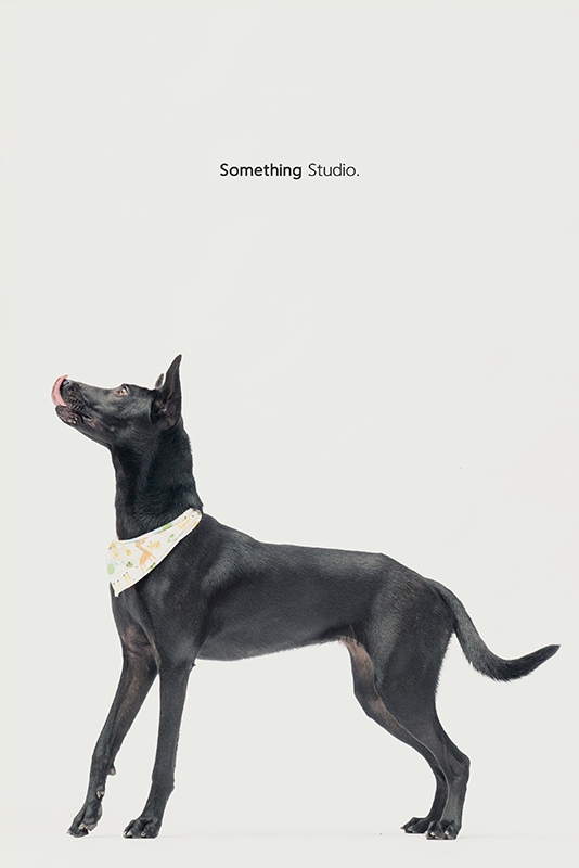 SOMETHINGSTUDIO,三牲工作室,中途攝影,寵物寫真,寵物攝影,寵物肖像,毛孩,毛孩寫真,汪星人,領養不棄養,領養代替購買