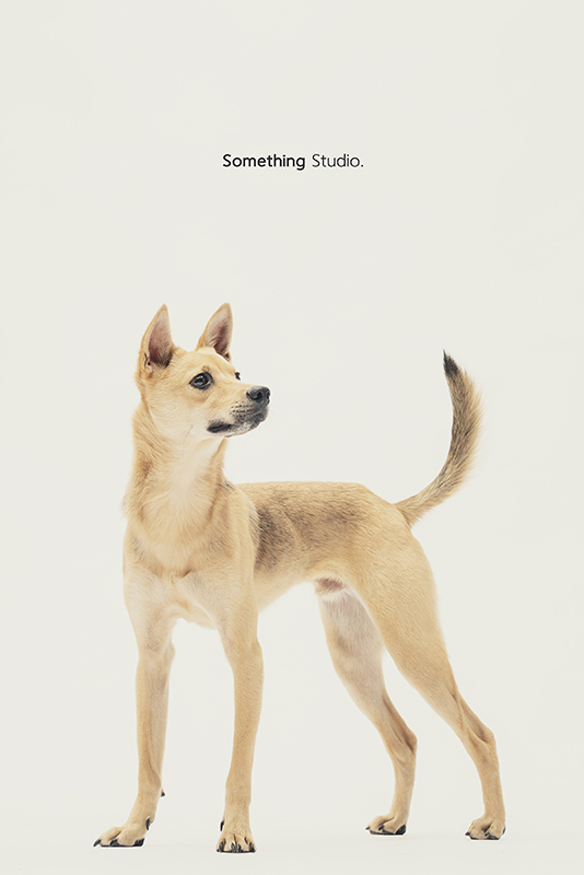SOMETHINGSTUDIO,三牲工作室,中途攝影,寵物寫真,寵物攝影,寵物肖像,毛孩,毛孩寫真,汪星人,領養不棄養,領養代替購買
